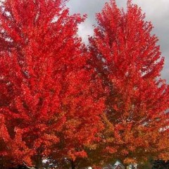 Acer x freemanii 'Autumn Blaze' - Maple